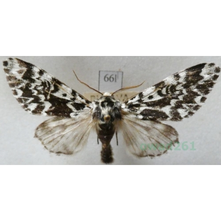 Panthea coenobita (Esper, 1785) male Światowidka samotnica Czech66l